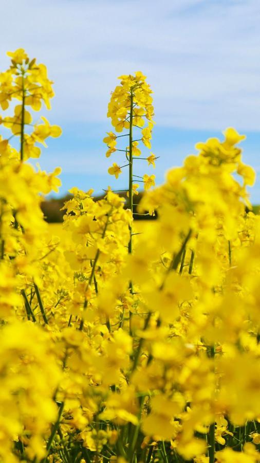Knappagarden Glemminge エクステリア 写真